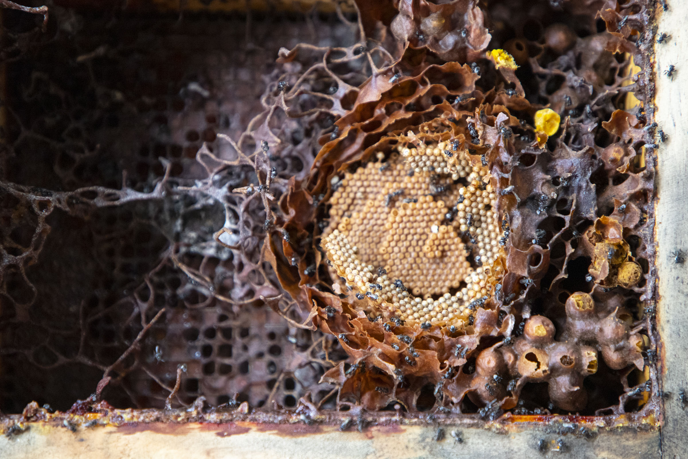 Spiral pattern made by bees in beehive