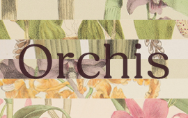 1800's botanical illustrations of orchids are cropped and collaged in horizontal slats