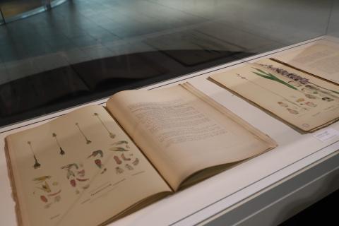 Two aged books next to each other in a display case. They are open and have botanical illustrations on the left, and text on the right.
