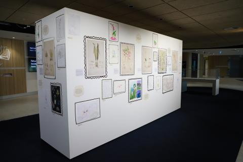 Wide shot of the exhibition wall with the orchid lithographs and student drawings hung up. Each art piece has a hand drawn frame and there are artist credits and orchid facts positioned throughout.