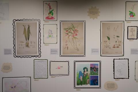 Front-on view of the exhibition wall. There are three of the orchid lithographs in the centre, surrounded by student drawings. Each artwork has a hand drawn border.