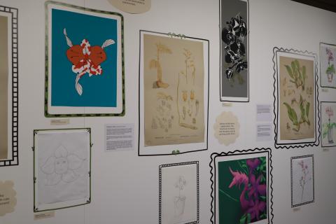 Mid shot of the exhibition wall, showing a mix of Orchid lithographs and student drawings. There are artist statements and credits by the artworks, as well as a few shapes with orchid facts written on them. 