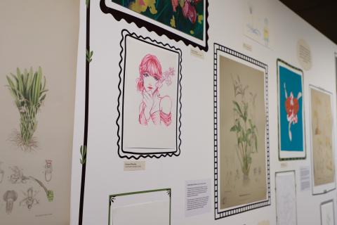 Close up of the exhibition wall focusing on a student drawing of a woman holding an orchid drawn in pink pencil.