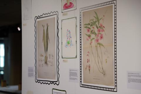 Close up of the exhibition wall. Two large orchid lithographs are hung with a smaller student drawing between them. The student drawing shows a woman in water with flowers on her and is drawn in soft pencil. All the artworks have hand drawn frames on the exhibition wall. 